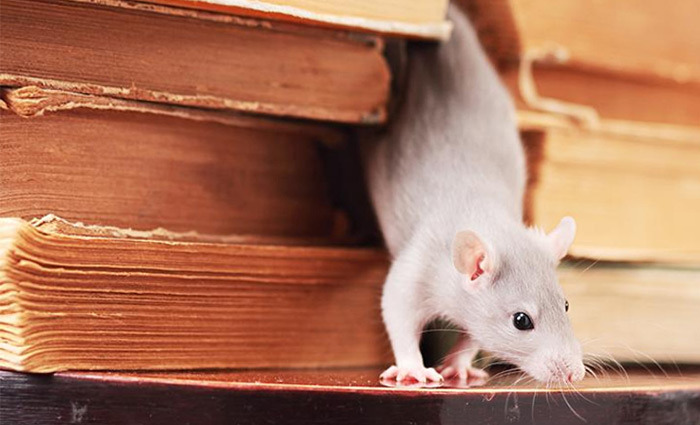 Как избавиться от мышей в частном доме?